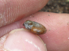 Aegopinella nitidula