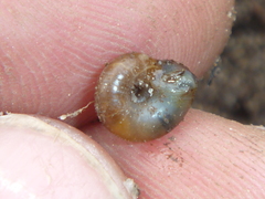 Aegopinella nitidula