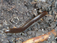 Cylindroiulus caeruleocinctus