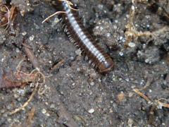 Cylindroiulus caeruleocinctus