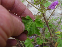Malva sylvestris