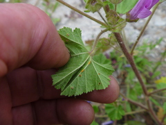 Malva sylvestris