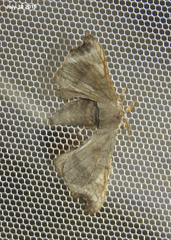 Bombyx
