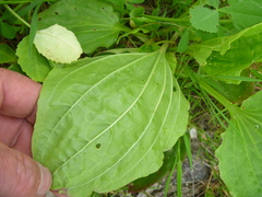 Plantago major