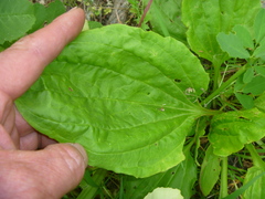 Plantago major