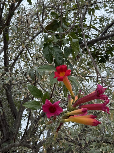 Amphilophium buccinatorium