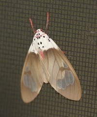 Amerila crokeri