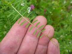 Vicia hirsuta