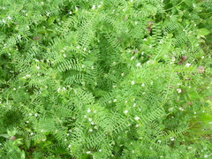 Vicia hirsuta