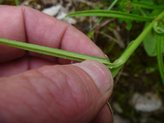 Campanula persicifolia