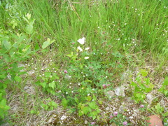 Campanula persicifolia