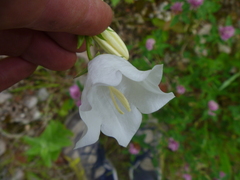 Campanula persicifolia