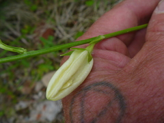 Campanula persicifolia