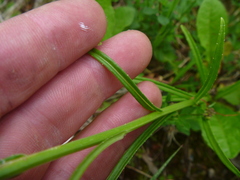 Campanula persicifolia