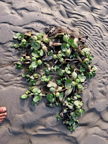 common water hyacinth