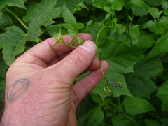 Solanum dulcamara