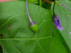 Solanum dulcamara