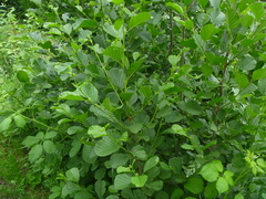 Alnus glutinosa