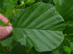 Alnus glutinosa