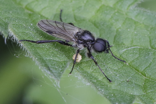 Bibio reticulatus