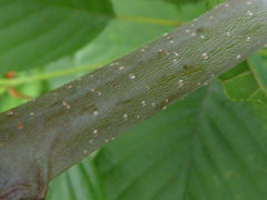 Alnus glutinosa