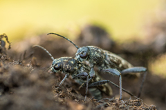 Xylotrechus rusticus