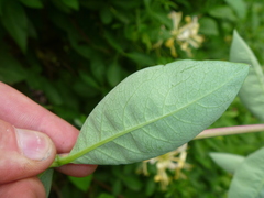 Lonicera periclymenum