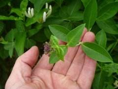 Lonicera periclymenum
