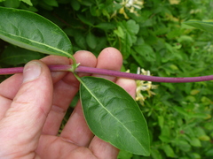 Lonicera periclymenum