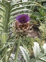 Cynara