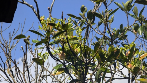 Image of Machilus thunbergii by (c) Cheng-Te Hsu, some rights reserved (CC BY)