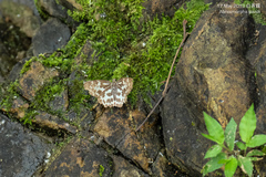 Abraximorpha davidii
