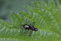 Nemopoda nitidula
