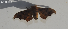 Oberthueria caeca