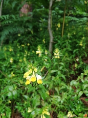 Melampyrum pratense commutatum