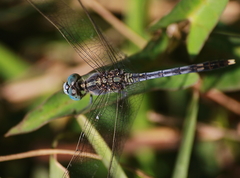 Diplacodes trivialis