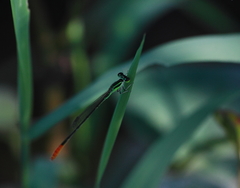 Agriocnemis femina