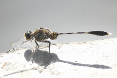 Orthetrum sabina