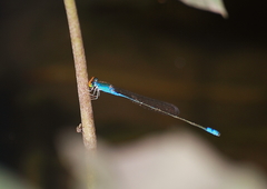 Pseudagrion rubriceps