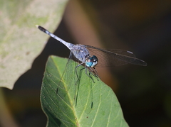 Diplacodes trivialis