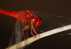 Crocothemis servilia