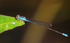 Pseudagrion rubriceps
