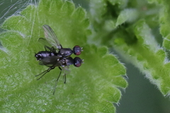 Nemopoda nitidula