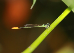 Agriocnemis femina