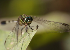 Orthetrum sabina