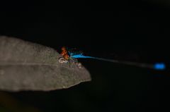Pseudagrion rubriceps