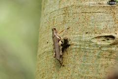 Xenocatantops brachycerus