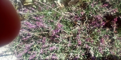 Noaea hermonis
