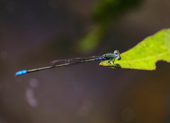Pseudagrion rubriceps
