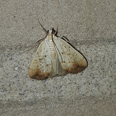 Evergestis extimalis